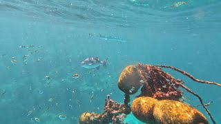 Crocodile longtom Garfish are often seen from the boat when they leap out of the water Thailand 4K [upl. by Assanav699]