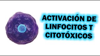 Inmunología  Activación de Linfocitos T citotóxicos y función citotóxica [upl. by Epolulot]