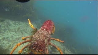 CRAY DIVING IN VICTORIA [upl. by Earazed]