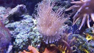 Weeping Willow Toadstool Coral at AquaCoralscom [upl. by Dnalyar]