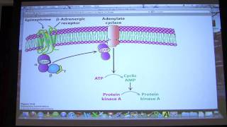 18 Biochemistry Signaling I Lecture for Kevin Aherns BB 450550 [upl. by Stig]