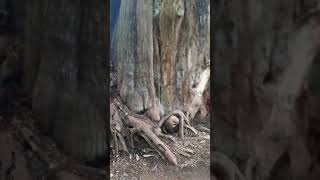 Un Ahuehuete un árbol de más de 500 años en Cuernavaca México [upl. by Vallery]