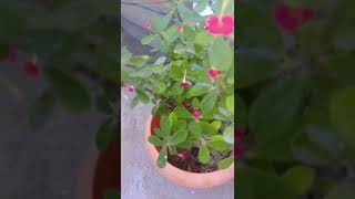 Euphorbiaceae youtubeshorts bestshorts respectshorts plants [upl. by Vivie]