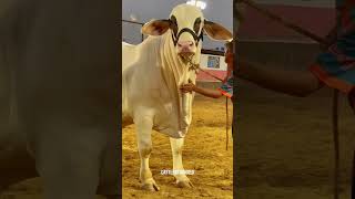 UDF CATTLE FARM 😍SNOW LEOPARD ♥️😱 viralvideo cow cholistanibachrequrbani2024 bull [upl. by Moises]