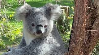 Very cute active Koala  National Zoo Canberra Australia [upl. by Llezniuq]