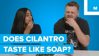 Why Some People Think Cilantro Tastes Like Soap  Sharp Science [upl. by Anowahs]