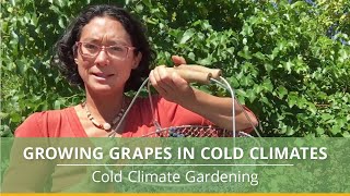 How to Grow Grapes in Cold Climates [upl. by Napra]