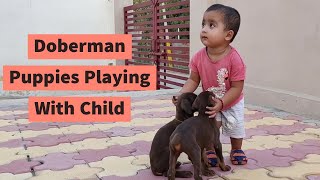 33 Days Old Doberman Puppies Playing With Child [upl. by Chalmers598]