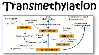 Transmethylation [upl. by Ived]