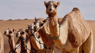 Unveiling the Surprising Uses of Australian Camels [upl. by Modestia555]