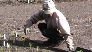 Ladybug Daylilies Fall Planting 2009 Part 22 [upl. by Wardlaw608]