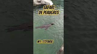 Safari de Peaugres  1  Lotarie 🦭 [upl. by Nnaeinahpets]