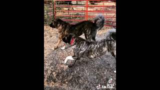 Anatolian Shepherds heading out for predator control [upl. by Hgielime]