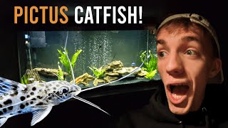 PICTUS CATFISH 55 Gallon Tank Update aquarium pictuscatfish [upl. by Adolfo]