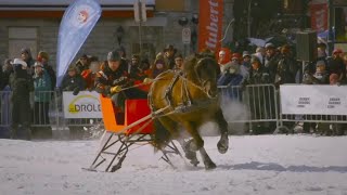 Détente  Le cheval canadien dans toute sa splendeur randonnée compétition rien ne lui résiste [upl. by Moor]