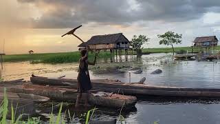 Sago harvesting along the Sepik River Papua New Guinea [upl. by Tollman590]