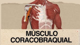 MÙSCULO CORACOBRAQUIAL UBICACIÒN ORIGEN INSERCIÒN Y ACCIÒN [upl. by Liggett]