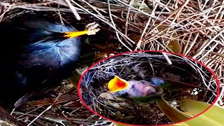 bird Great myna Insect repellent around baby nestbird [upl. by Analeh]