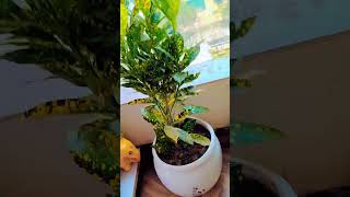 JAPANESE LAUREL HOUSEPLANT  AUCUBA JAPONICA [upl. by Ainahs]