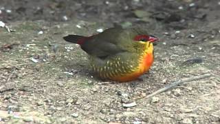 Zebra Waxbill [upl. by Tavis]