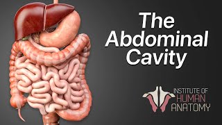 Anatomy Masterclass The Abdominal Cavity [upl. by Secilu]