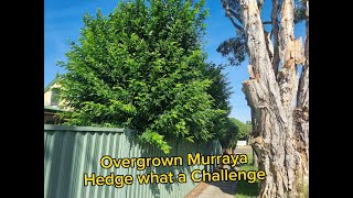 Overgrown Murraya Hedge what a Challenge [upl. by Kevina]