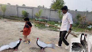 Finally New Male Black Swan Arrived At Out New Farm [upl. by Marv912]