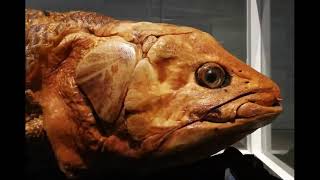 The Coelacanth Fish Living Fossil [upl. by Cuhp]