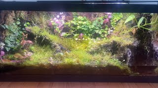 making a 20 gallon JUNGLE VIVARIUM with 2 waterfalls and a pool [upl. by Aramo288]