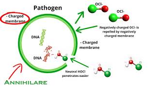 Annihilare® Chlorine Chemistry  Hypochlorous acid [upl. by Von289]