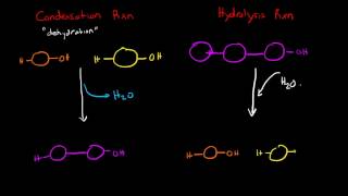 Condensation and Hydrolysis Reactions [upl. by Akem]