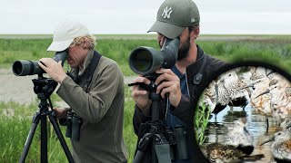 Tienduizenden steltlopers langs de Friese Waddenkust [upl. by Ainnet]