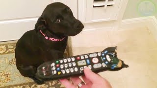 Funny GUILTY DOGS Compilation Pets amp Animals Caught [upl. by Ardnoik]