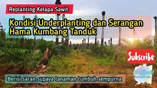 Kondisi Underplanting dan Serangan Hama Kumbang Tanduk [upl. by Aldus]