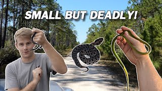 Small but DEADLY Snakes Catching DANGEROUS Snakes in Florida [upl. by Eveneg826]