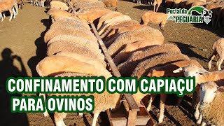 Confinamento com Capiaçu para ovinos [upl. by Nenerb66]