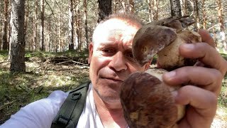 BOLETUS PINOPHILUS DE PRIMERA A 1 DE JUNIO [upl. by Forkey]