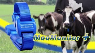 Pasture based Dairy Farming and the MooMonitor [upl. by Notluf709]