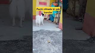 Puchi chhade ki sob korche 😱 dog [upl. by Asial965]