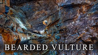 Bearded Vulture or Lammergeier [upl. by Devehcoy845]