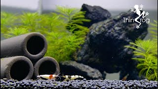 Setting Up New Shrimp Tank [upl. by Nive446]