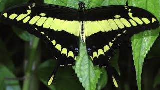 Butterflies of South America part 1 Papilionidae og Pieridae [upl. by Shannen507]