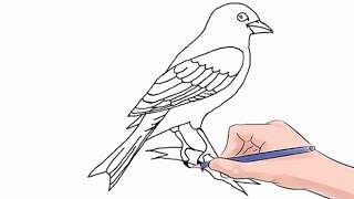 How to Draw a Canary Easy Step by Step [upl. by Ahsael67]