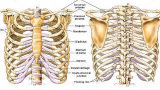 Two Minutes of Anatomy Ribcage [upl. by Akimas]