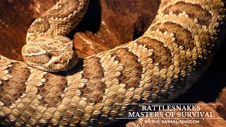 Rattlesnakes Masters of Survival – Secrets of the Deserts Silent Hunters [upl. by Aicenert]