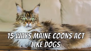 15 Ways Maine Coons Act Like Dogs [upl. by East444]