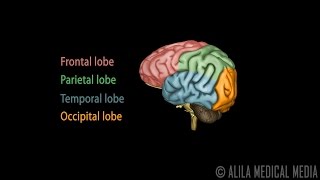 Neuroscience Basics Human Brain Anatomy and Lateralization of Brain Function 3D Animation [upl. by Peppie]