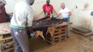 Wet and dry salted Cow hides for sale  How to buy cowhides  GloogalMarketcom [upl. by Odarnoc]