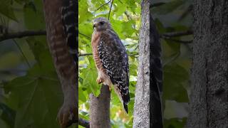 Redshouldered Hawk [upl. by Trip]