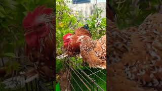 Red milli bantam Park Brahma Fancy Chicken shortsvideo viralvideo [upl. by Novyak]